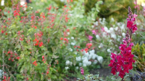 Wallpaper Mural Colorful wildflower blossom, spring morning meadow, natural botanical background. Flower delicate bloom soft focus, gardening in California, USA. Multicolored romantic springtime flora. Herbs variety. Torontodigital.ca