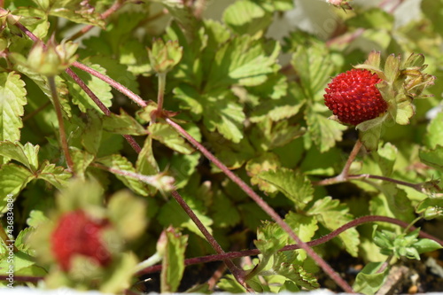  Indian strawberries in the garden