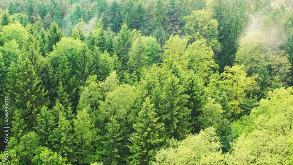 Aerial top view over alpine forest durring cloudy day among rural path. Cinematic drone shot flying over gravel road in pine tree forest. Aerial top view over alpine forest durring cloudy day among rural path. Cinematic drone shot flying over gravel road in pine tree forest.