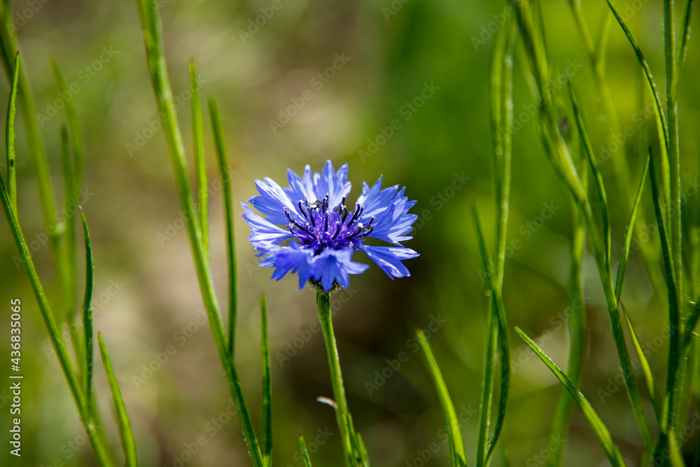 closeup of blue cornflower (Centaurea cyanus) closeup of blue cornflower (Centaurea cyanus)