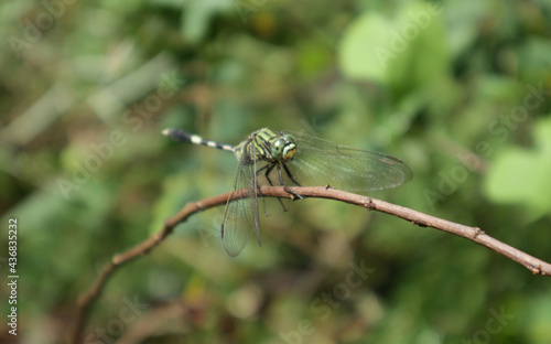 Close up of a southern hawker dragonfly perched on a brown stick with the stick