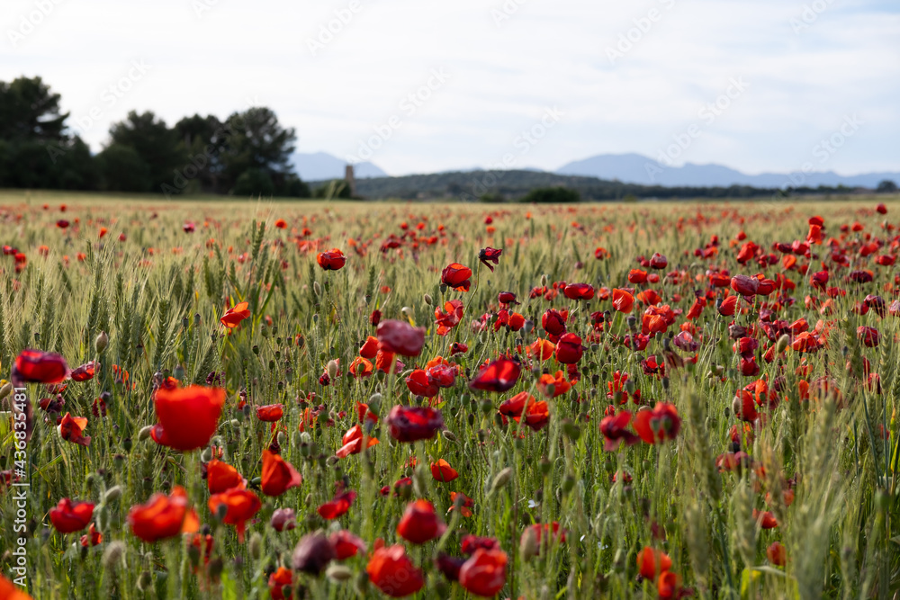 Obraz premium Poppy field on a sunny spring day with some mountains behind