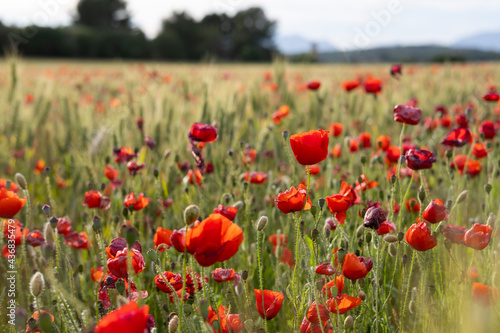 Poppy field on a sunny spring day with some mountains behind