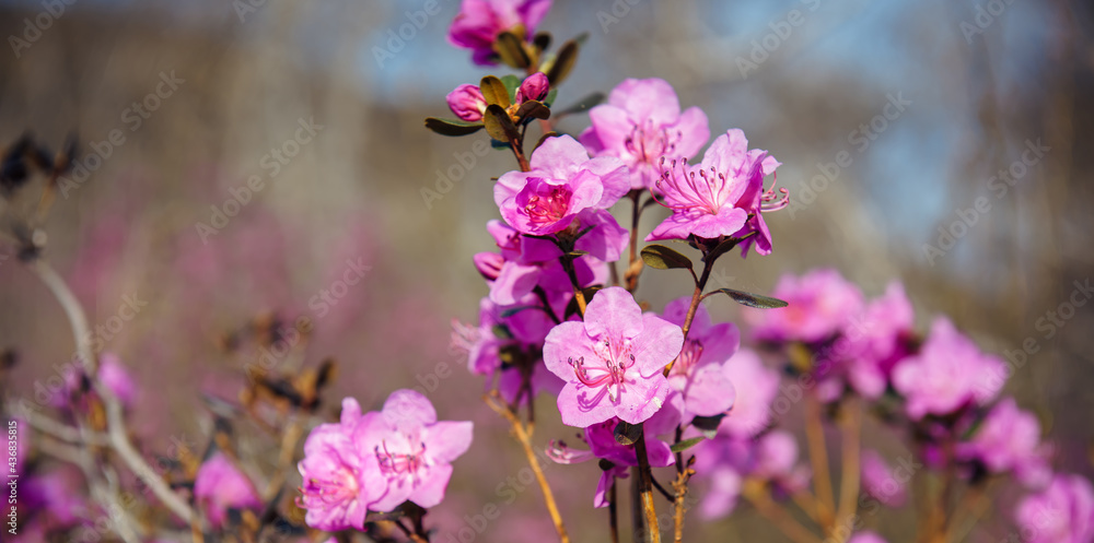 Almond blossom, cherry blossom, close-up, blurred background. Spring pink flowers in the sunlight. Abstract floral image.