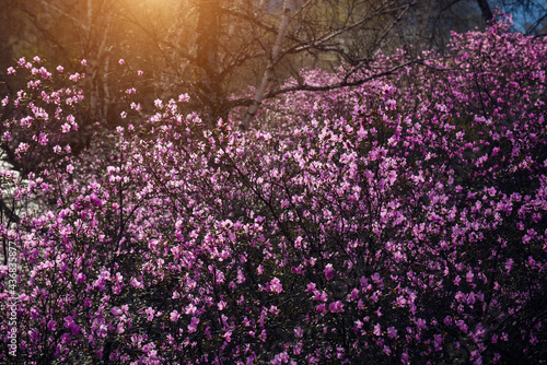 Almond bushes  covered with delicate pink flowers  in the soft light of rising sun. Spring rhododendron flowering in Altai mountains. Beautiful natural background.