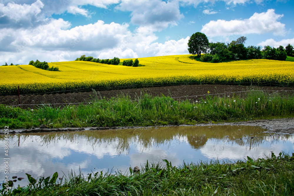 picturesque rural landscape with rapeseed fields and blue sky