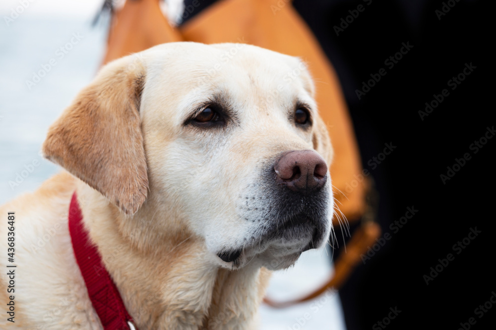 labrador retriever dog in a red collar