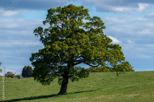 Oak Tree on one tree hill