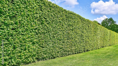 Green hornbeam hedge with a lawn and blue sky in summer (Carpinus betulus)