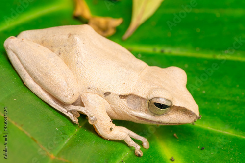 A white frog perched on the green leaves in the garden