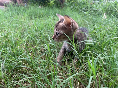 kitten at the backyard searching for food