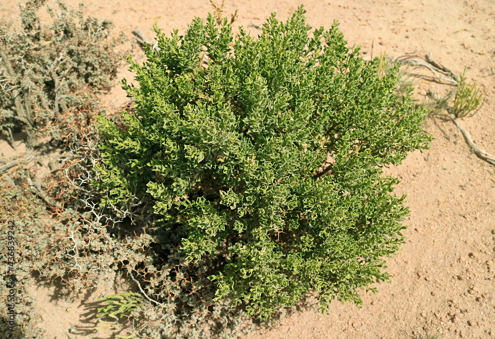Baccharis Tola Plants, an Unique Desert Plants in Puna Grassland, Andean Altiplano, Bolivia, South America Baccharis Tola Plants, an Unique Desert Plants in Puna Grassland, Andean Altiplano, Bolivia, South America