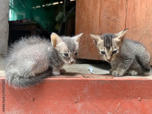 Little kittens