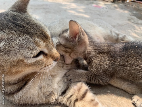 Caring kitten