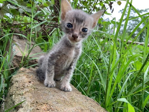 little kitten on the grass