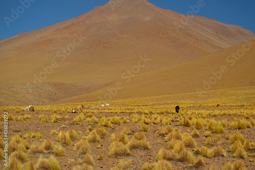 Group of Llama Grazing in the Stipa Ichu Grass Field at the Andes Foothills, the Bolivian Altiplano, Puna Grassland, Bolivia, South America photo