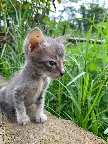 kitten