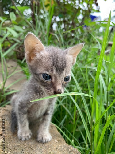 little kitten on the grass