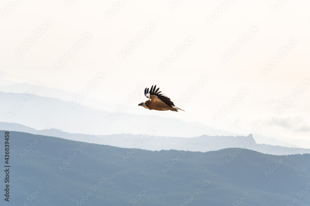 Griffon vulture spinning on the sky above Rocca del Crasto mountain, Sicily