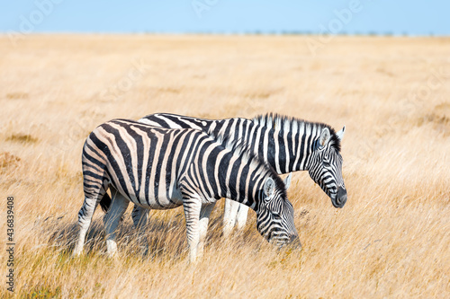 Couple of african plains zebra on the dry brown savannah