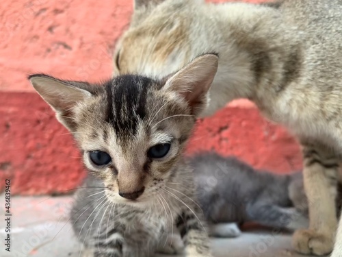 Cat and kitten