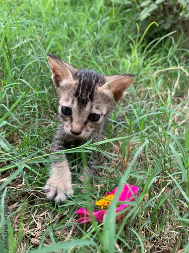 Kitten playing with flower