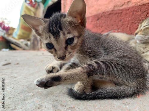 Funny pose of kitten
