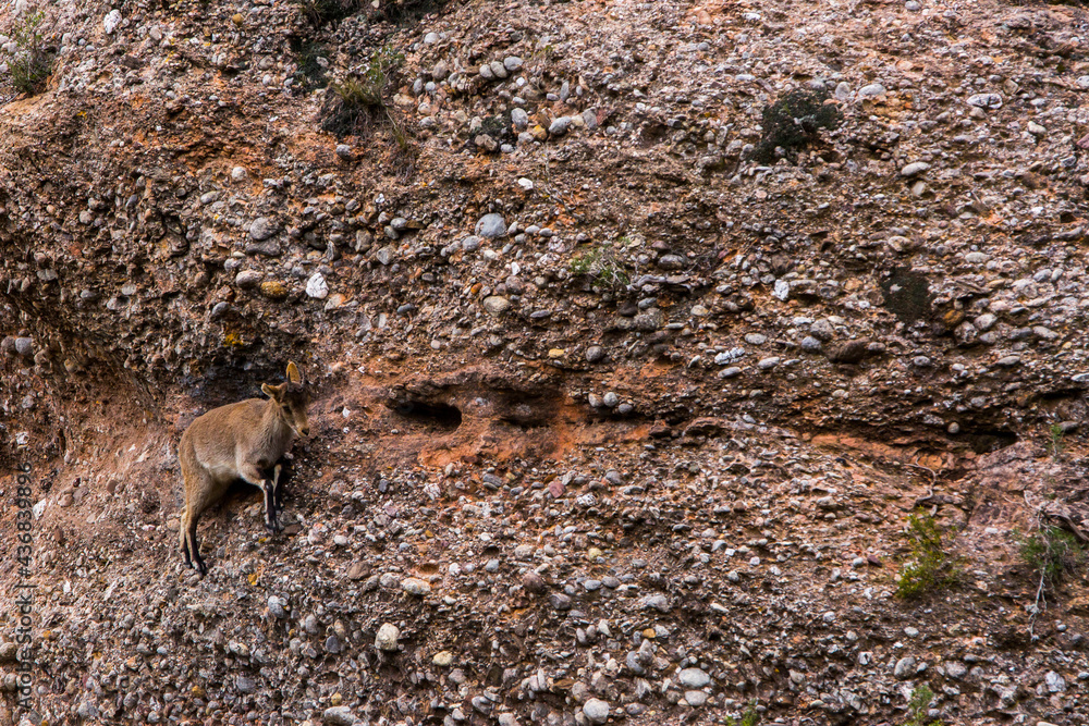 Mountain goat in Montserrat mountain, Barcelona, Spain Mountain goat in Montserrat mountain, Barcelona, Spain