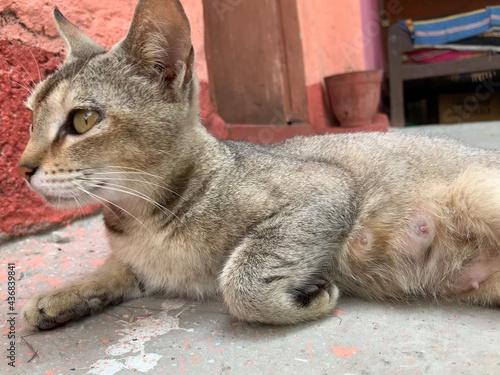 mother cat waiting for kittens