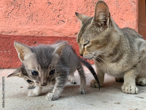 Cat and her family