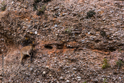 Wallpaper Mural Mountain goat in Montserrat mountain, Barcelona, Spain Torontodigital.ca