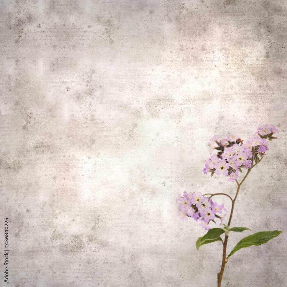 square stylish old textured paper background with small branch of light lilac garden Heliotrope
square stylish old textured paper background with small branch of light lilac garden Heliotrope