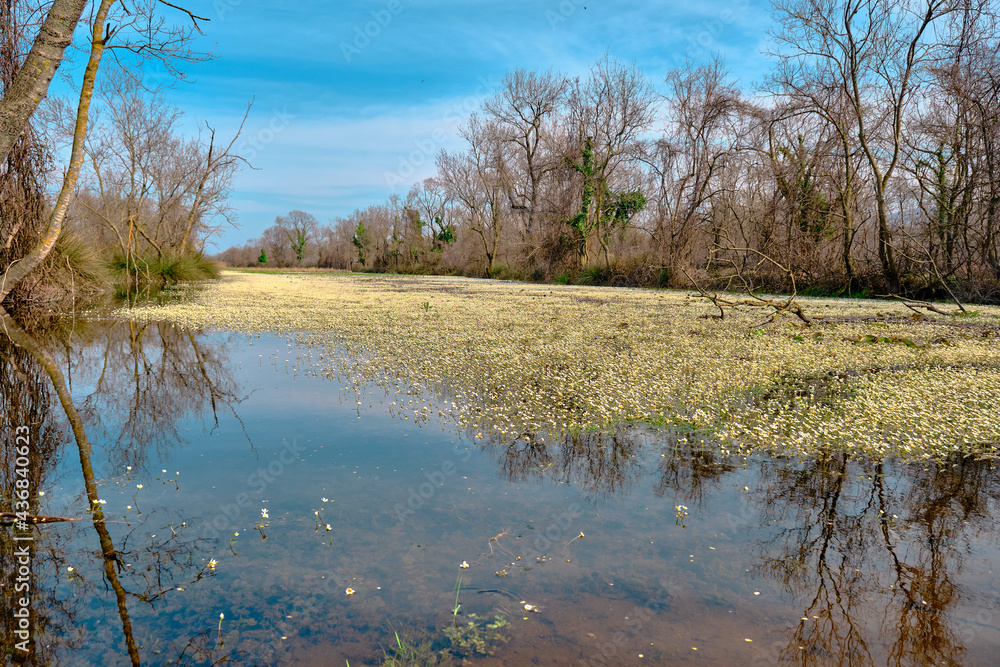 Marsh and floodplain (longoz ormani) in Karacabey Bursa. Small pond and water behind the huge body of trees. Many types of plants. Body of tree and its reflection on the water and pond in marshy area.