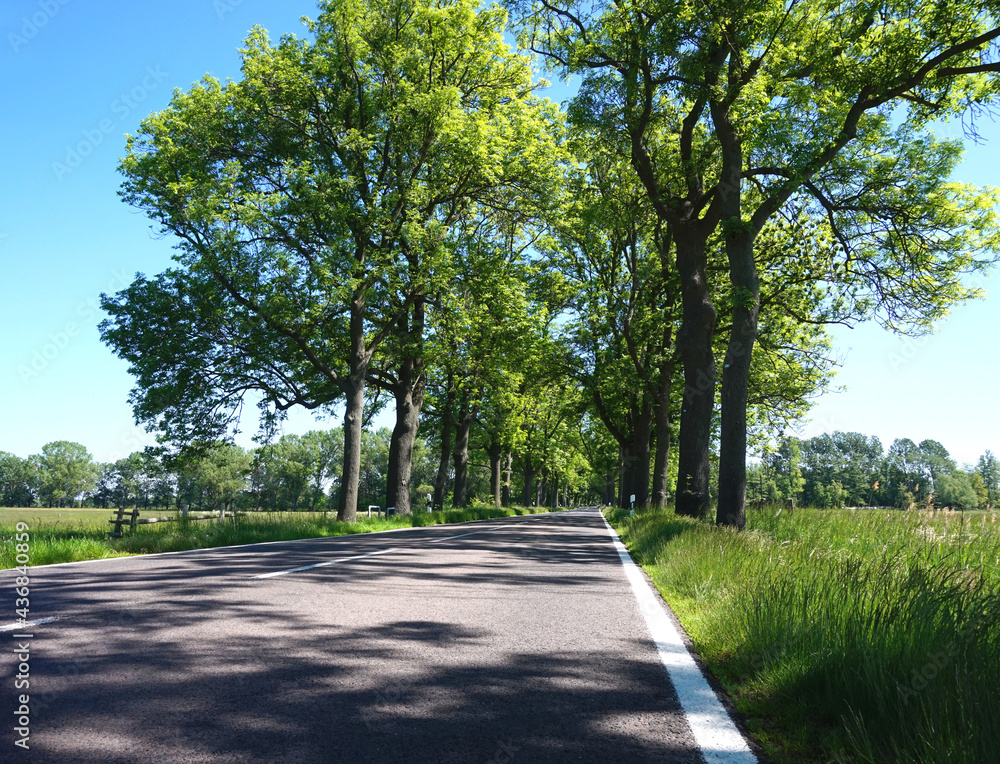 Straße in Brandenburg im Sommer - Allee mit grünen Bäumen Straße in Brandenburg im Sommer - Allee mit grünen Bäumen