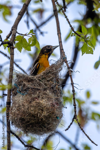 Nest building 101