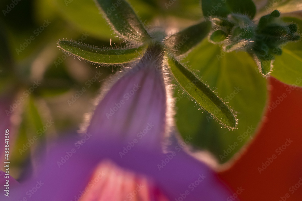 Petunia flowers with dew drops at sunrise in summer Petunia flowers with dew drops at sunrise in summer