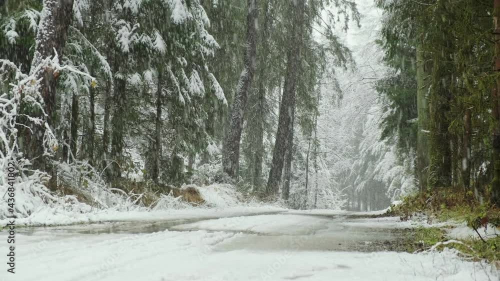 Snowfall in winter in the forest, soft snowy christmas morning with falling snow. Winter landscape. Snow covered trees. Snowfall in winter in the forest, soft snowy christmas morning with falling snow. Winter landscape. Snow covered trees.