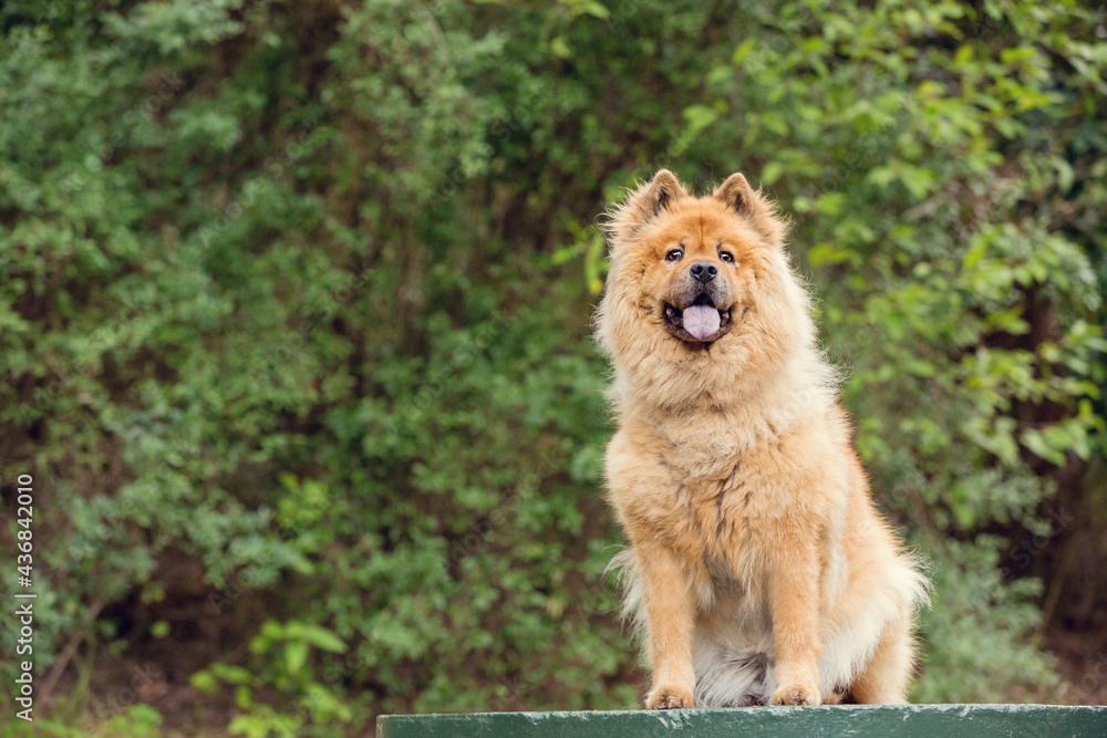 Tan Chow Chow dog in a forest Tan Chow Chow dog in a forest