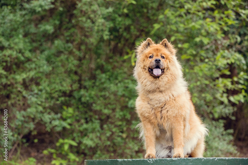 Tan Chow Chow dog in a forest