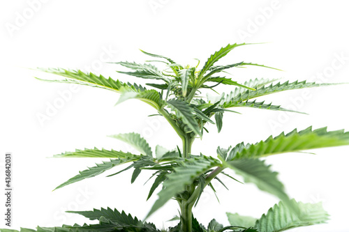 cannabis indica marijuana bloom