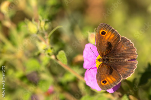 A beautiful butterfly, Scie...