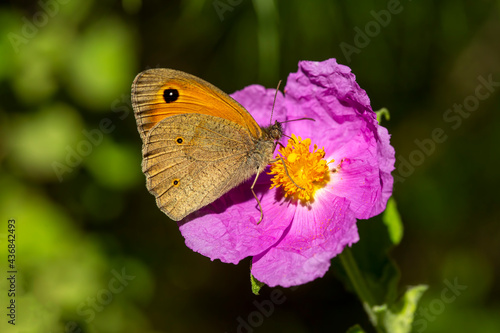 A beautiful butterfly, Scie...