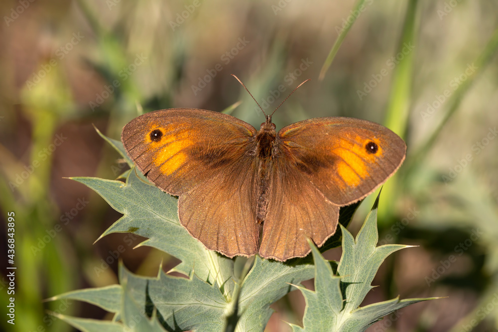 Obraz premium A beautiful butterfly, Scientific name; Maniola jurtina