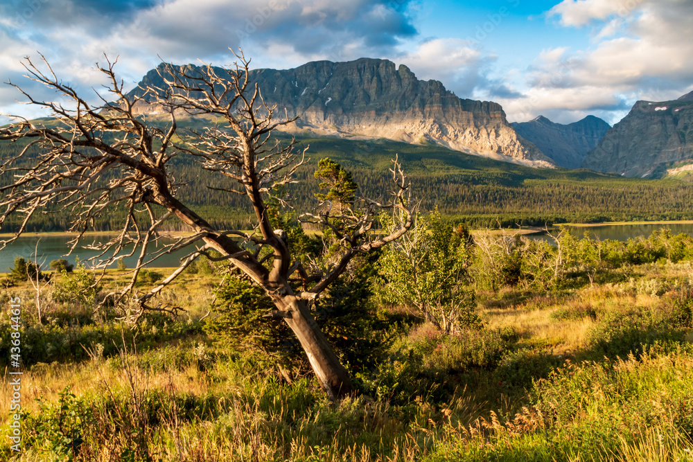 wild flowers in the meadows near lake Sherburne area and the Wynne