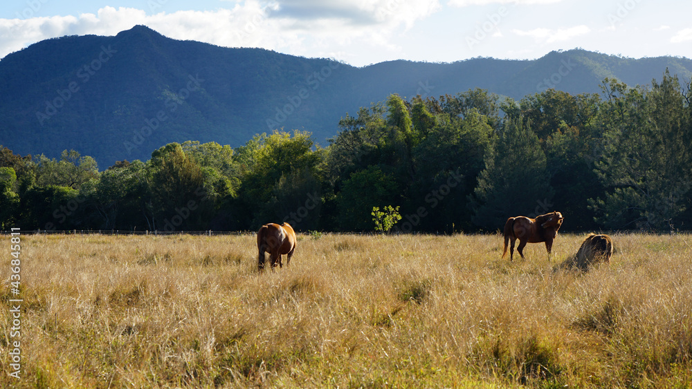 Horses graze in a field of golden grass, with a mountain in the background.