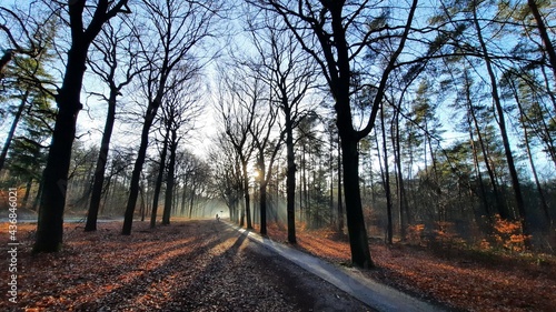 Winter Forest in the Netherlands