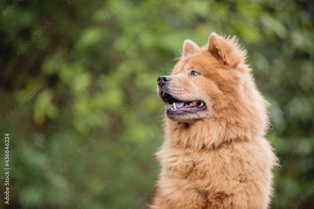 Tan Chow Chow dog in a forest