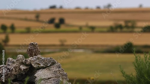 Little owl (Athene noctua) in Montgai, Lleida, Catalonia, Spain photo