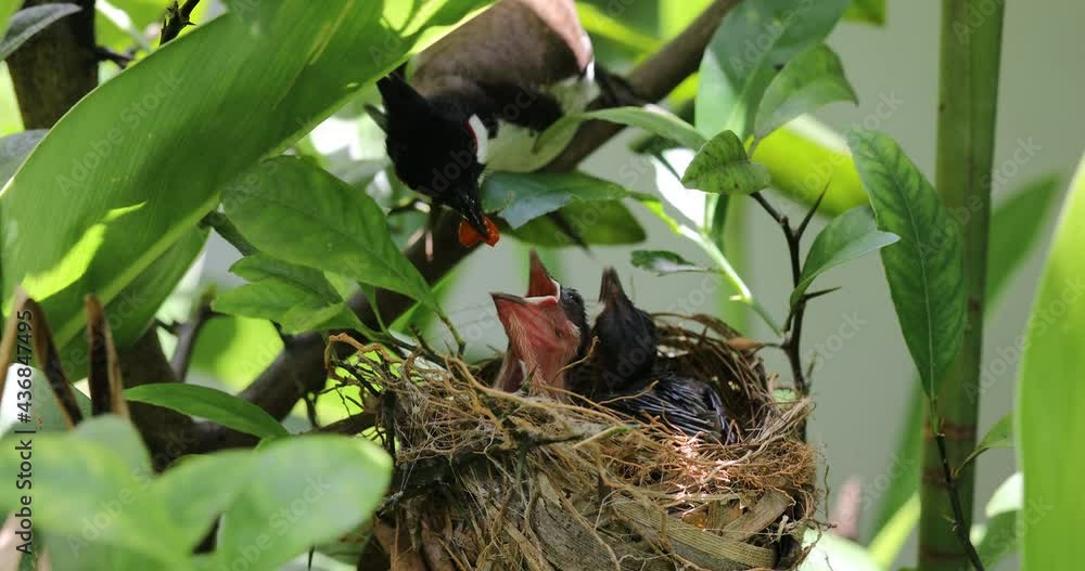Red vented bulbul bird finch feeds its hungry Baby bird in a nest Red vented bulbul bird finch feeds its hungry Baby bird in a nest