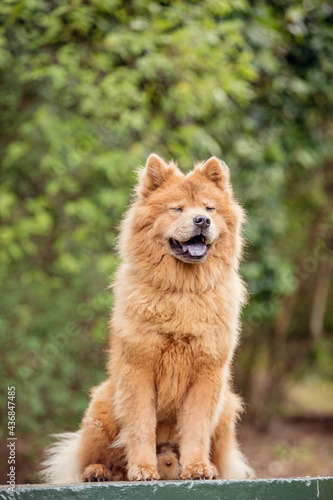 Tan Chow Chow dog in a forest
